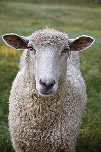 Colonial Williamsburg sends Leicester Longwools and Milking Devons to homes 
beyond the Historic Area.