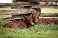 Milking Devons worked well under harness and also produced prodigious amounts of rich milk.