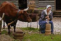 Sometime milkmaid and
interpreter Carrie MacDougall churns butter while Spring, a Milking
Devon, looks on.