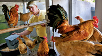 Ryan Protz with a henhouse full of Nankin chickens, a breed kept by ordinary folk in the eighteenth century for meat and eggs.