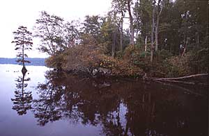 The modern Dismal Swamp