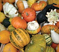 The motley of older varieties of edible pumpkins has shrunk to the monochrome, indigestible Halloween porch sitter of today.