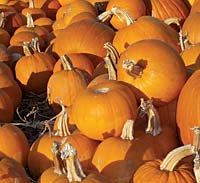 The motley of older varieties of edible pumpkins has shrunk tothe monochrome, indigestible Halloween porch sitter of today.