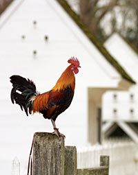 Chickens for food